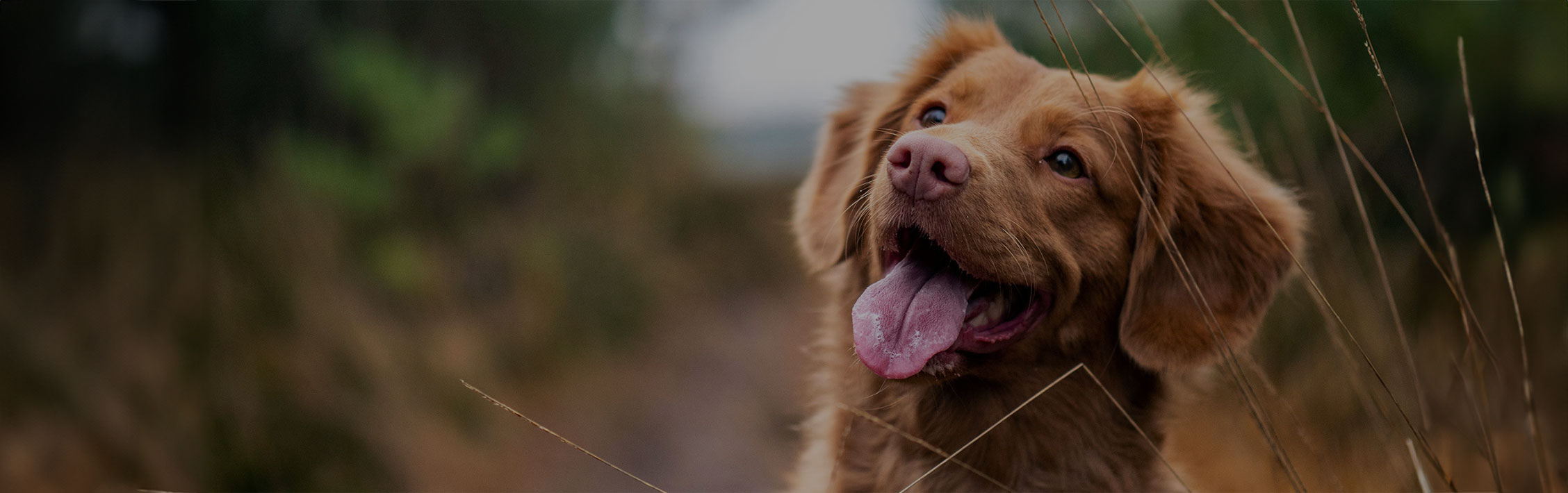 Barkalicious Pet Supplies about us page